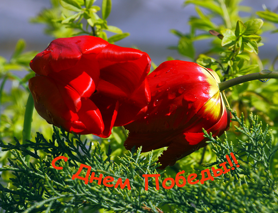 С Днем Победы!!