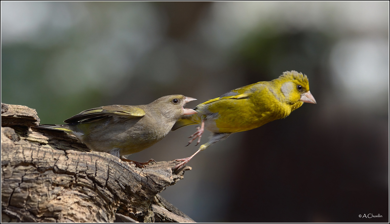 Уноси ноги )