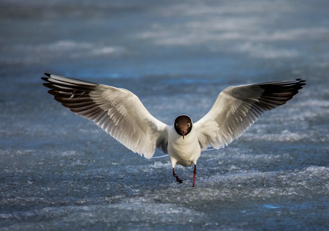 с распростертыми объятиями