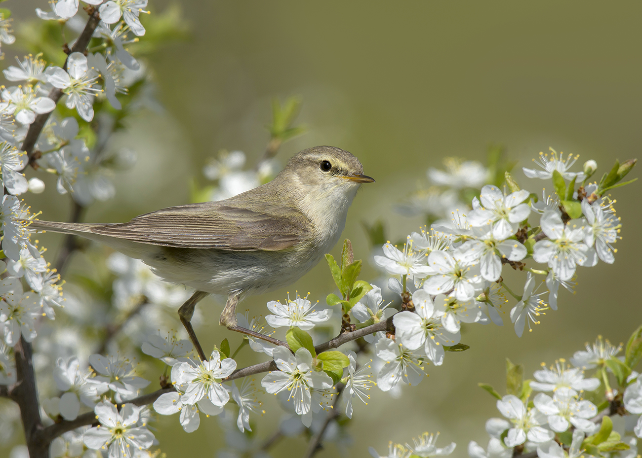 Теньковка в терновнике.