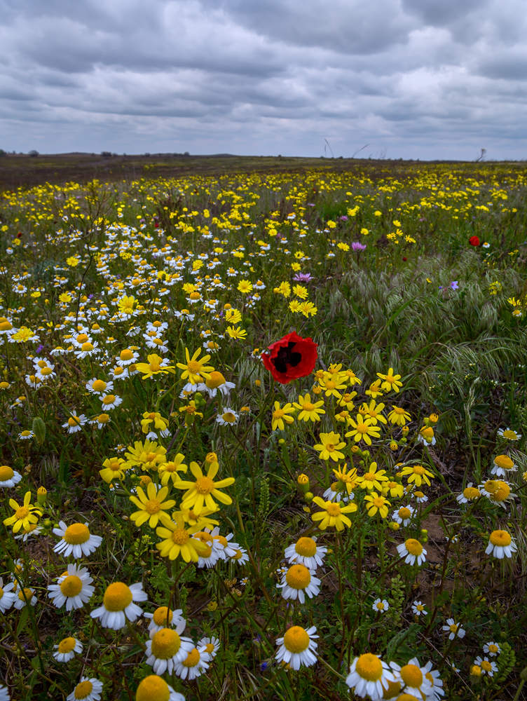 Весенняя степь в пасмурный день.