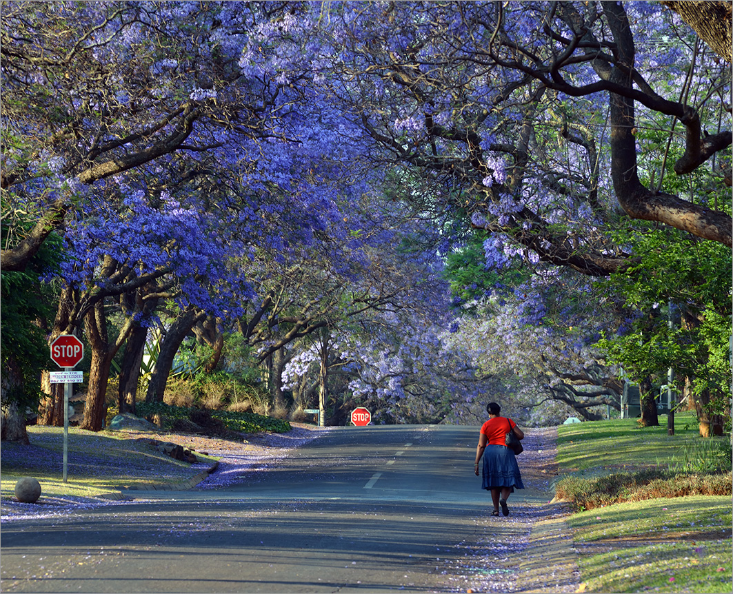 Джакаранда цветет