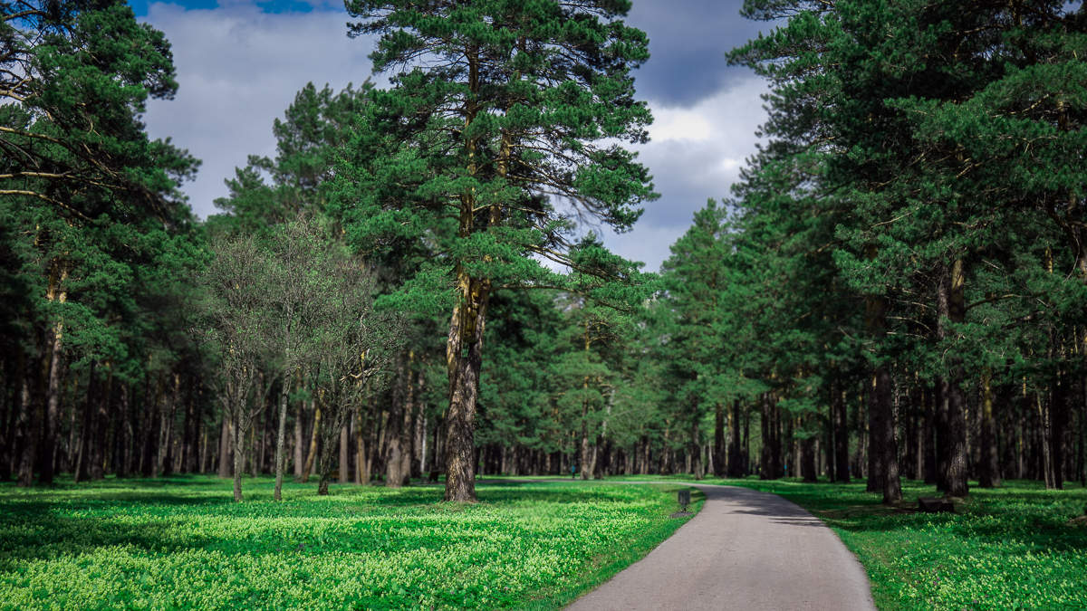 зенковский парк