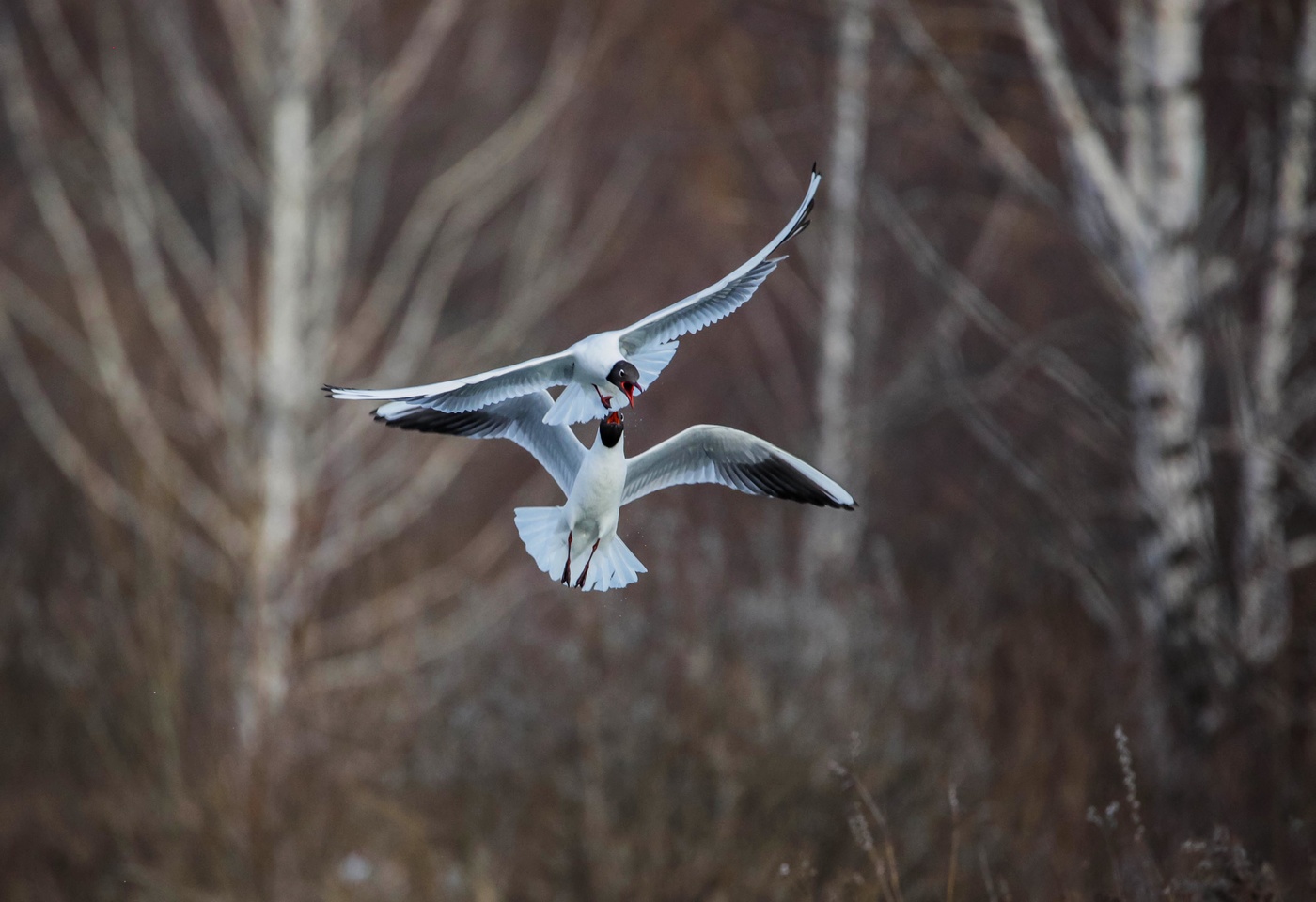 воздушные разборки