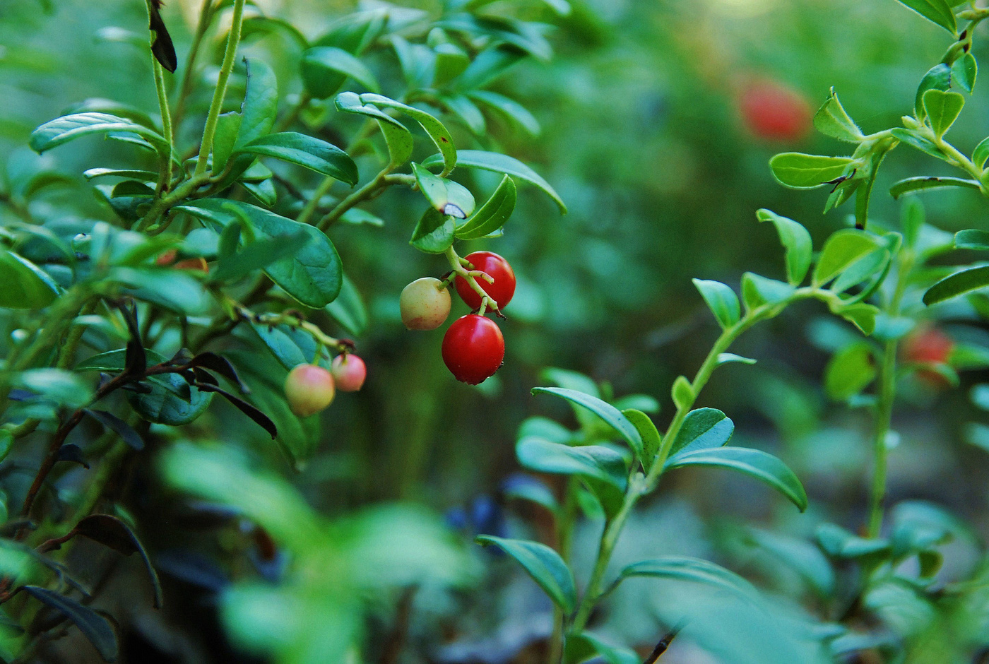 Брусничный этюд ...