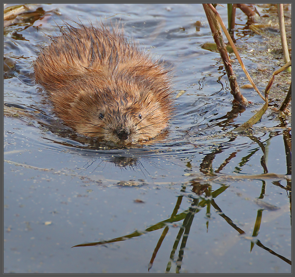 В тихой заводи