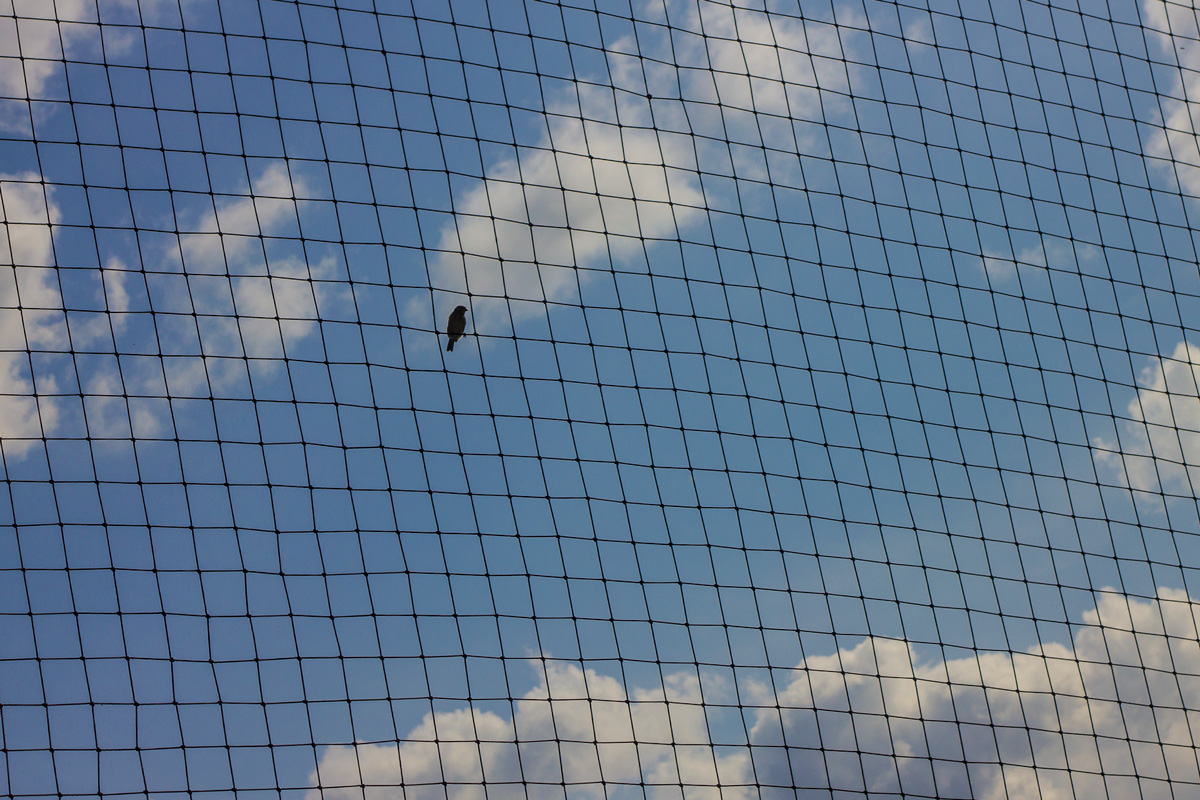 Элементарная частица