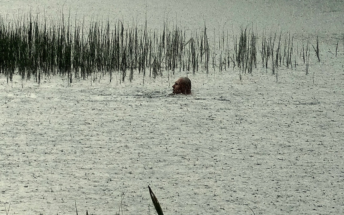 Элементарная частица