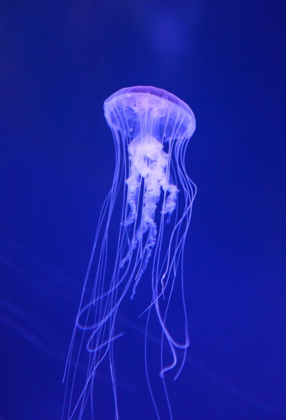 Элементарная частица