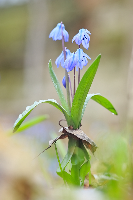 Маловата старая юбочка