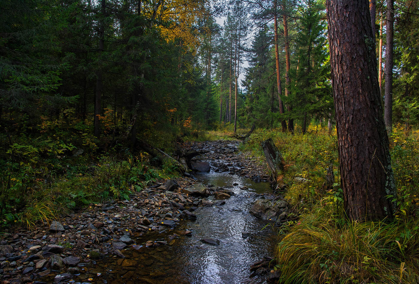 Лесная речка