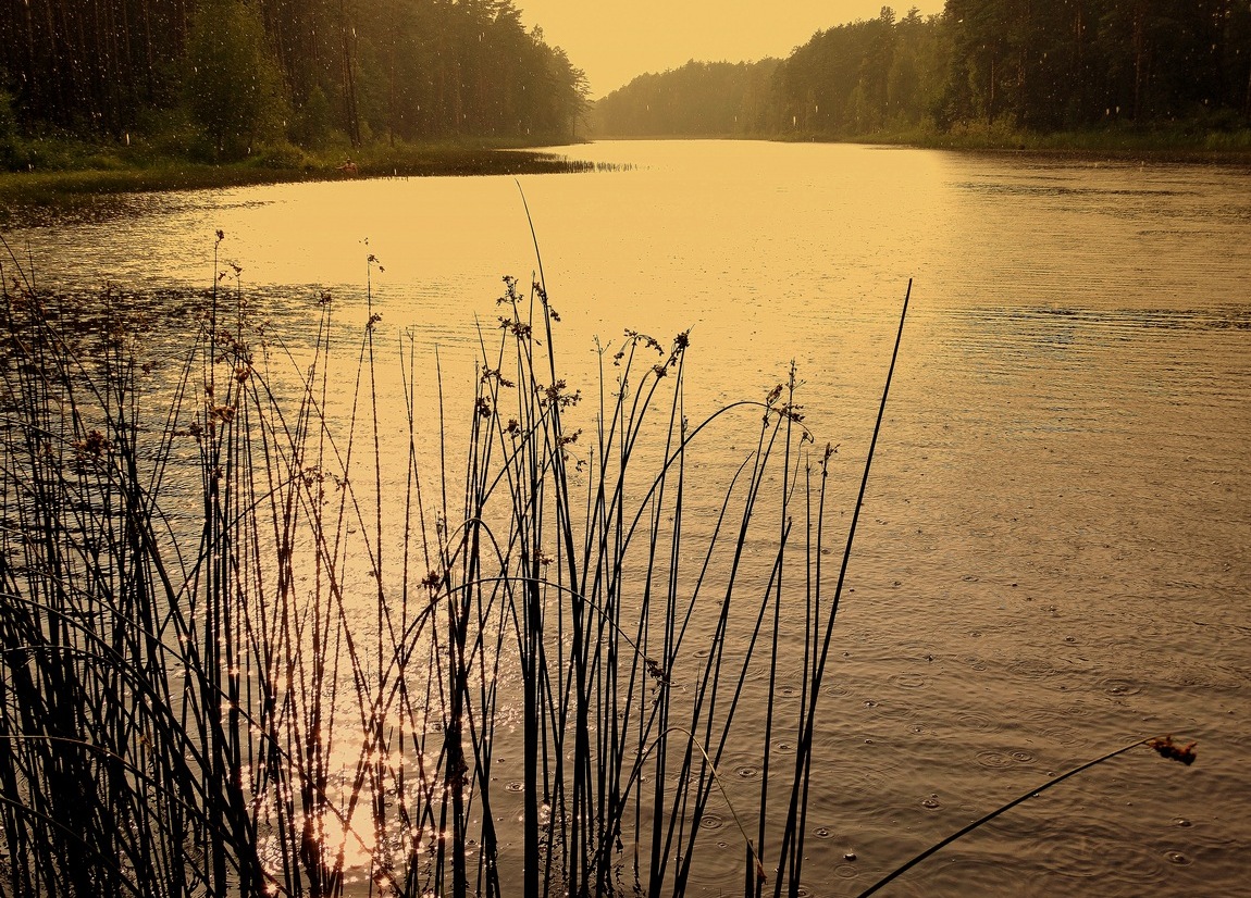 Дождь идет и солнце светит