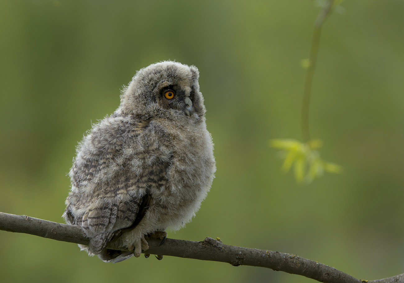 Ушастая сова. Птенец.