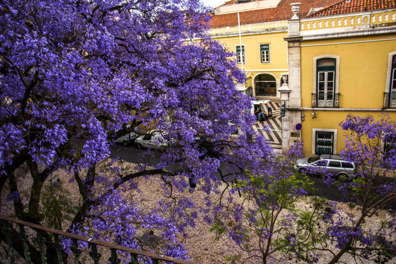 цветет джакаранда