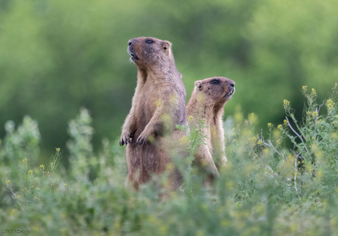 Любопытные