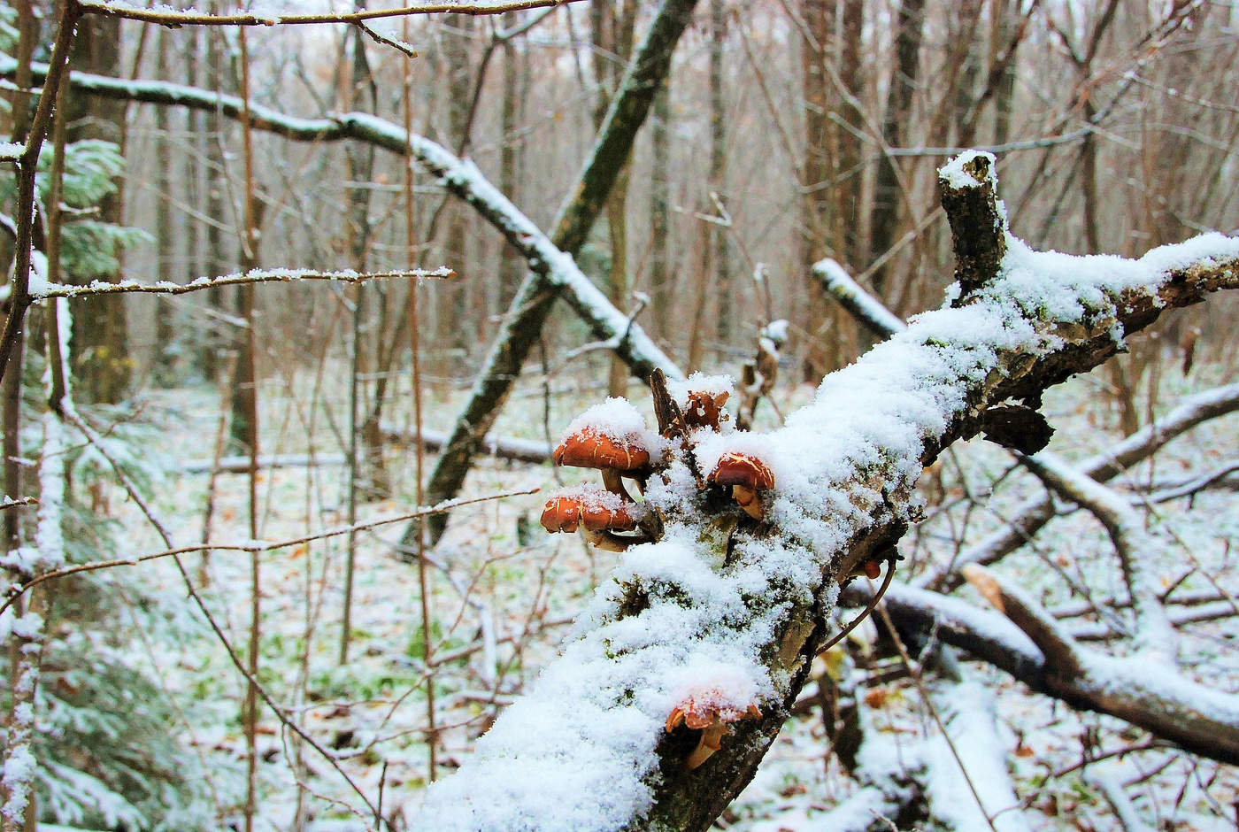 "Глядь - зима катит в глаза ..."