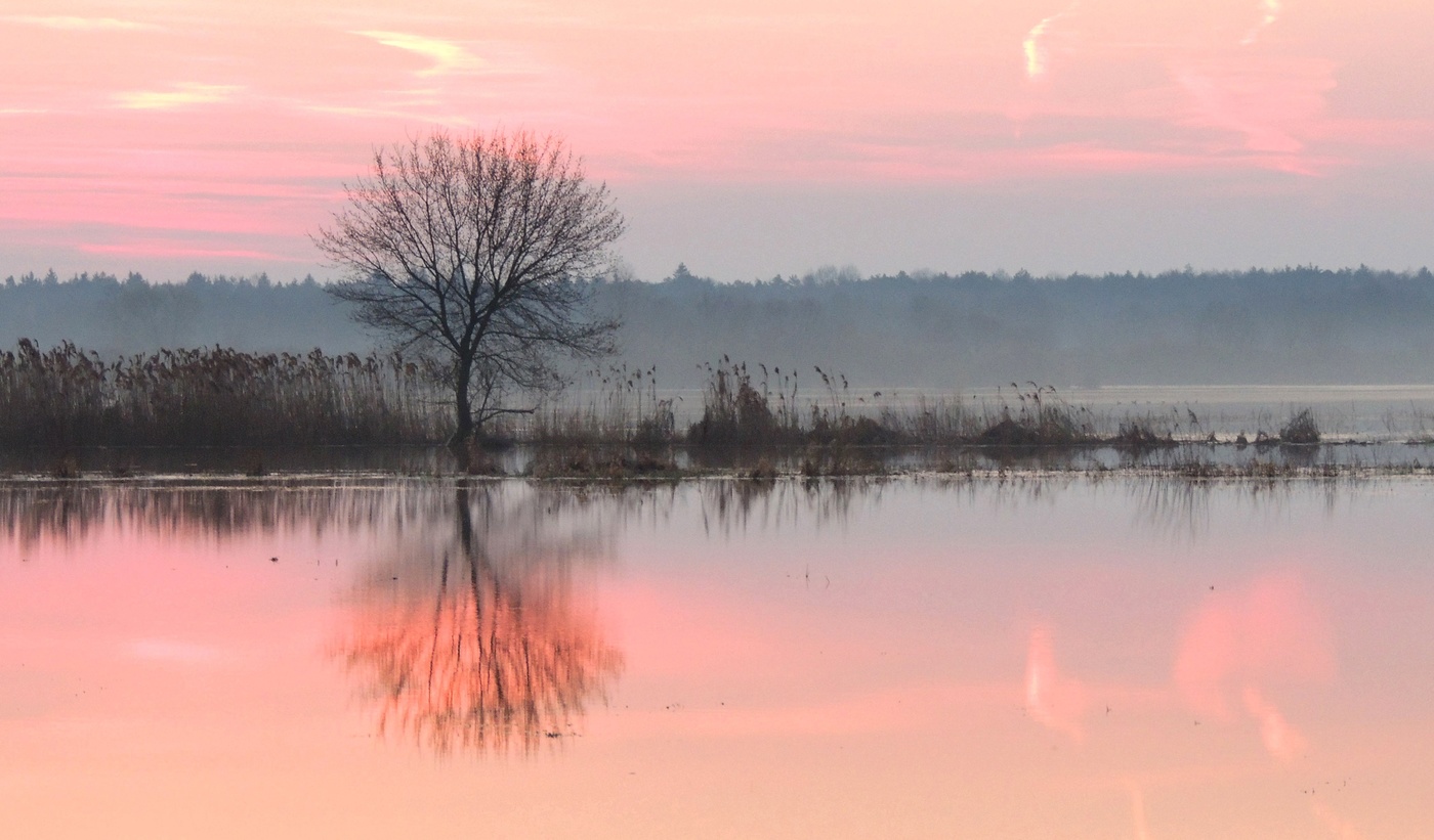 Розовое утро