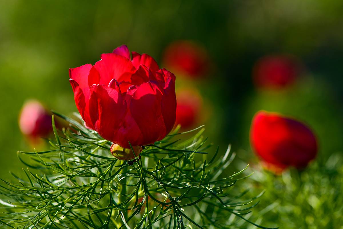 Дикий пион...