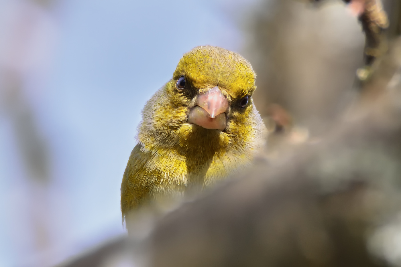 любопытство