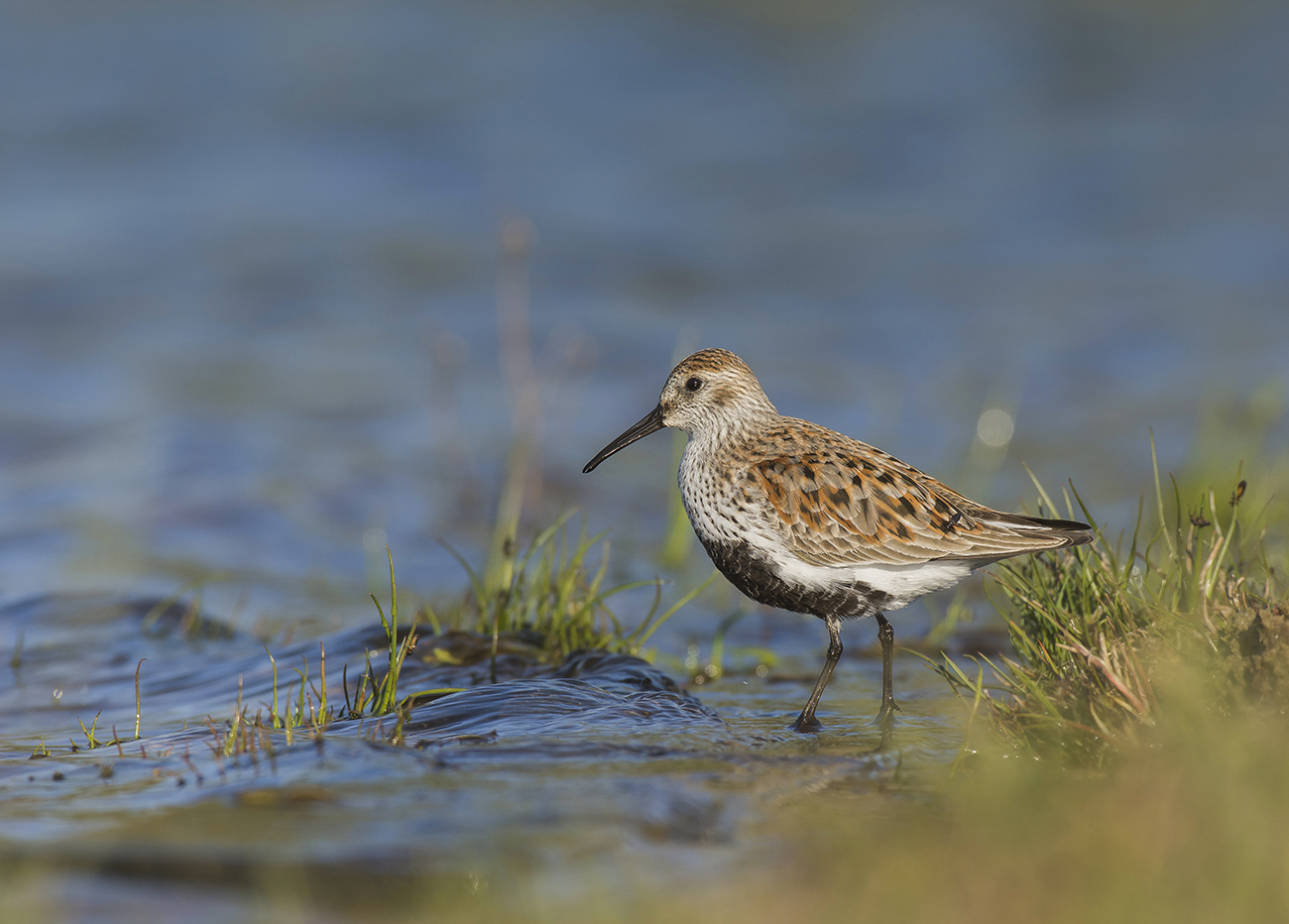 Чернозобик