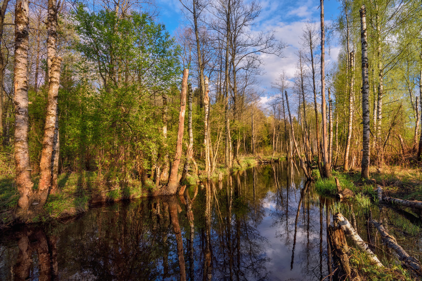 лесная речка