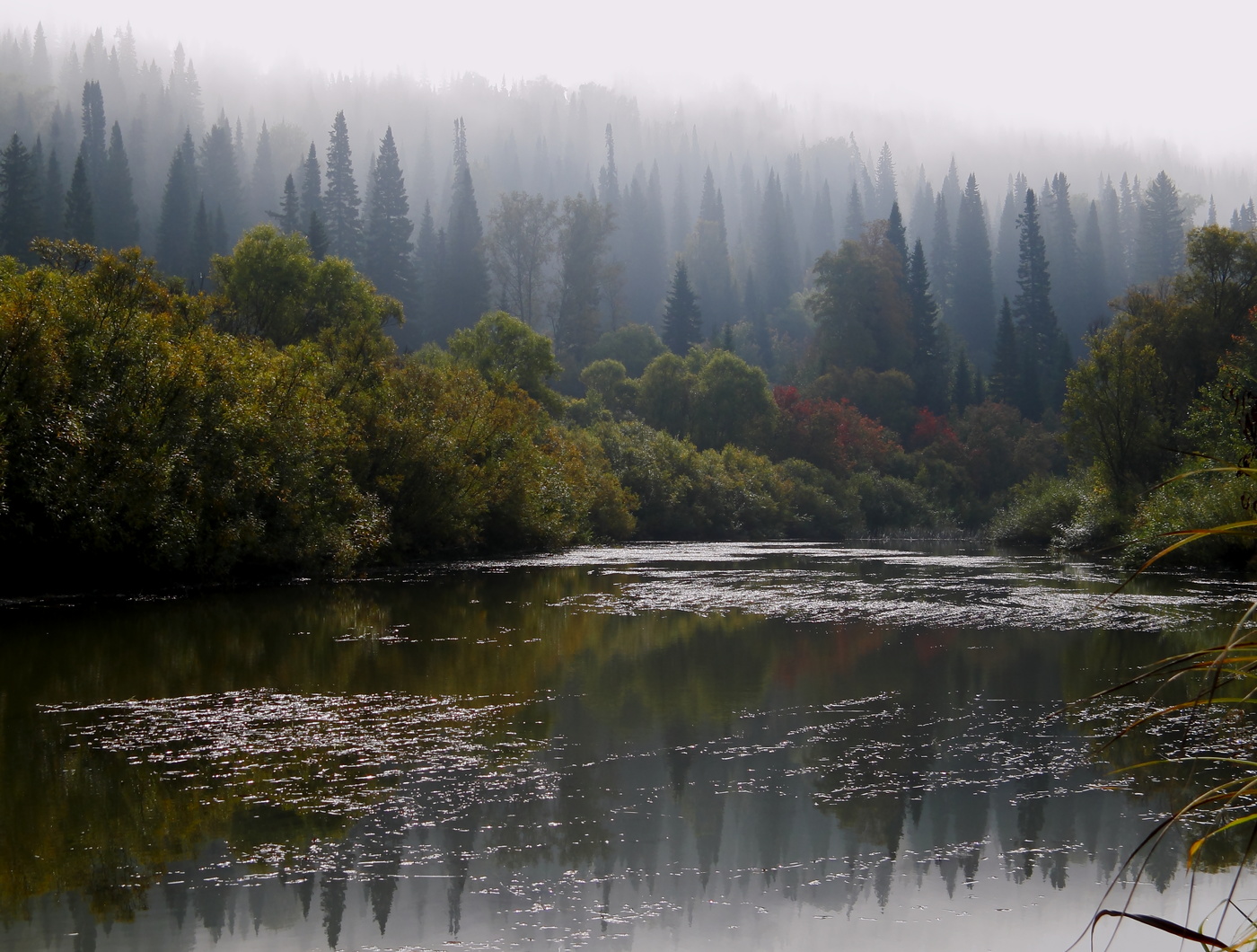 Мохнатый туман