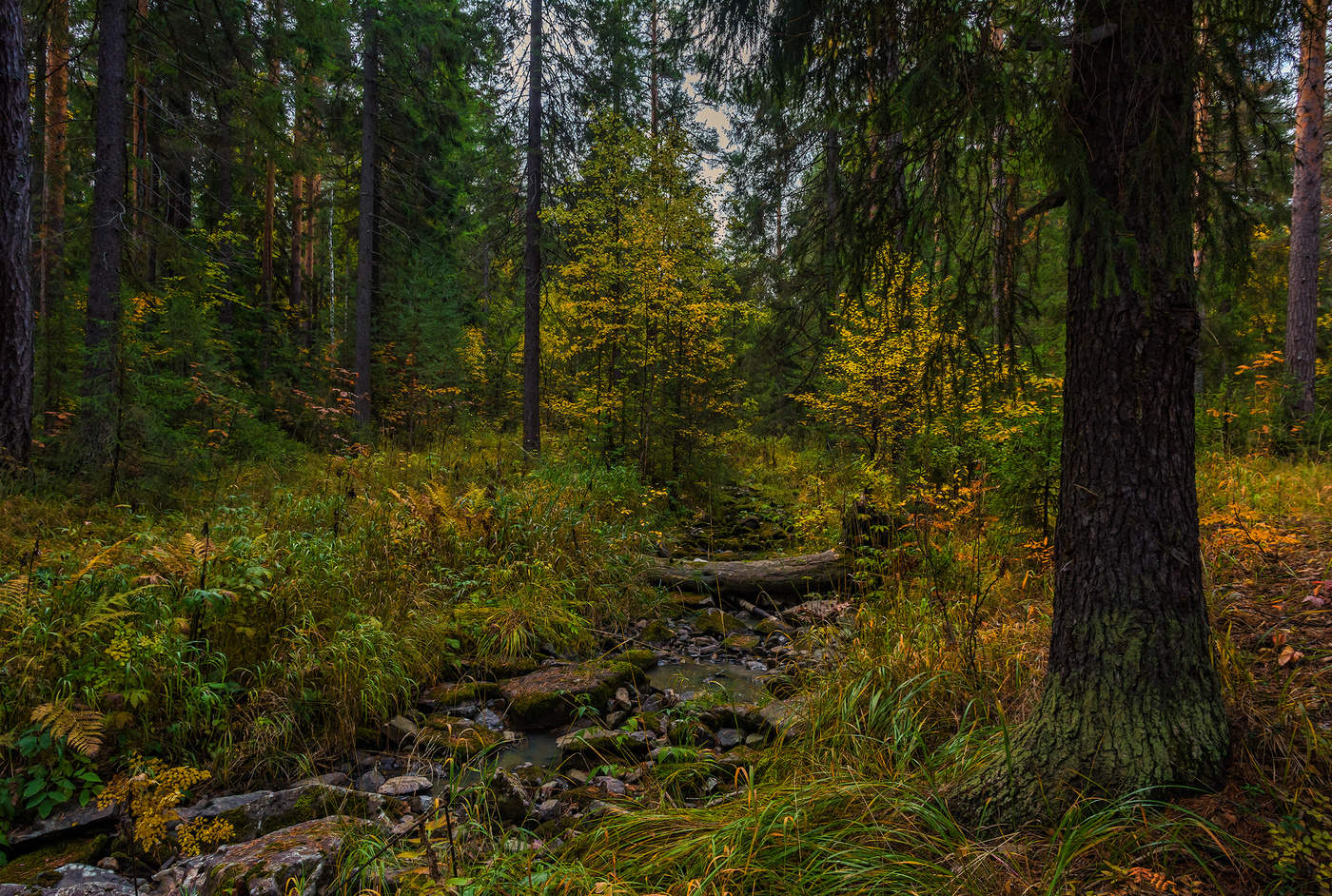 Осеннее разноцветье
