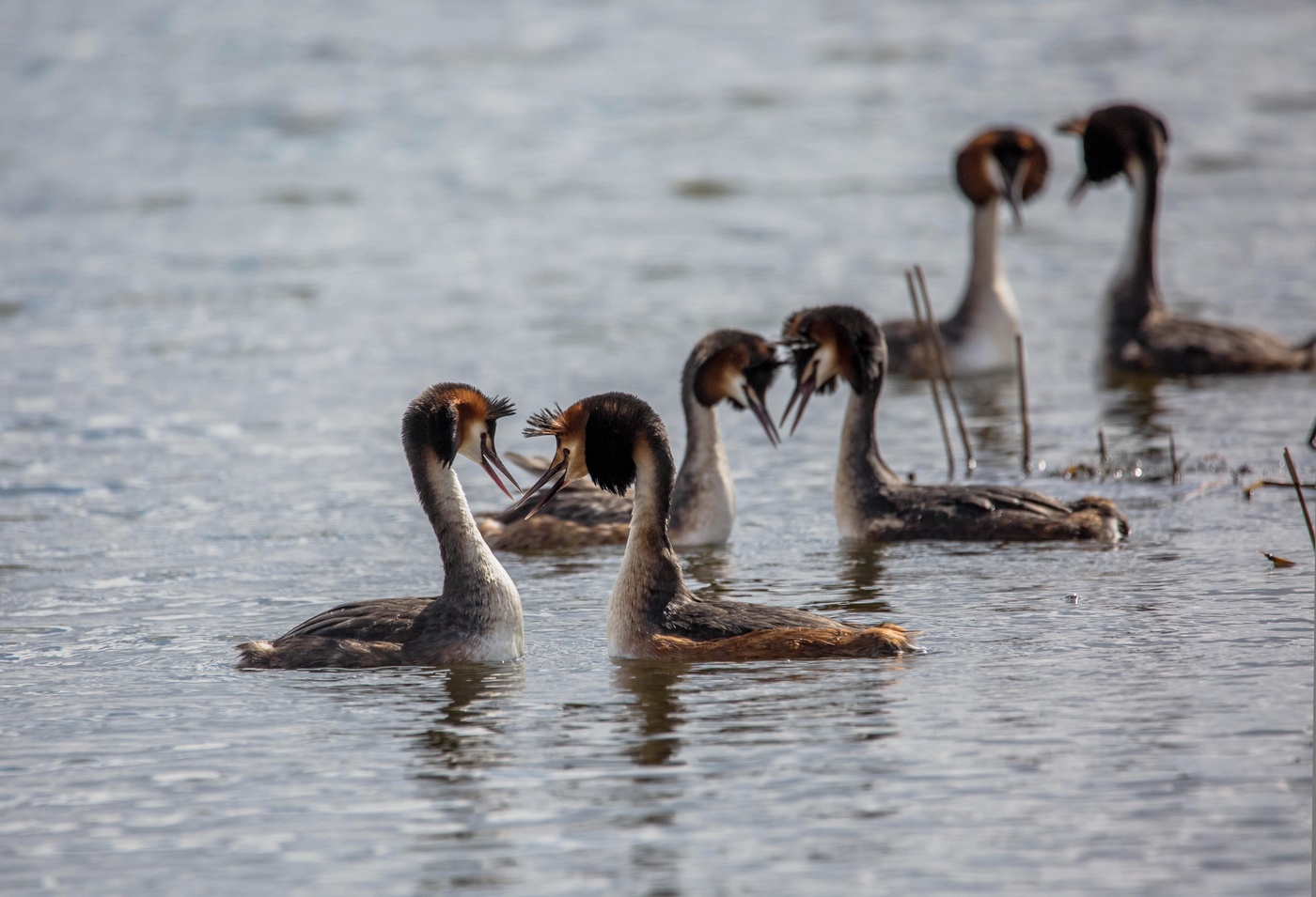 танцы(чомги)