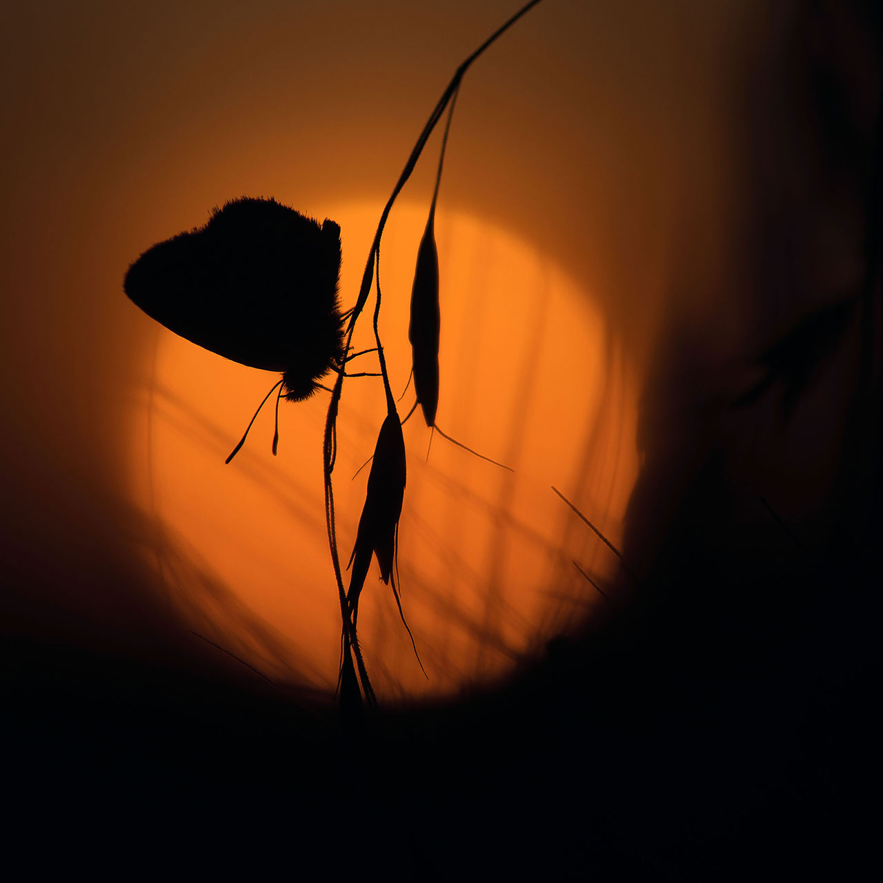 Закат и голубянка