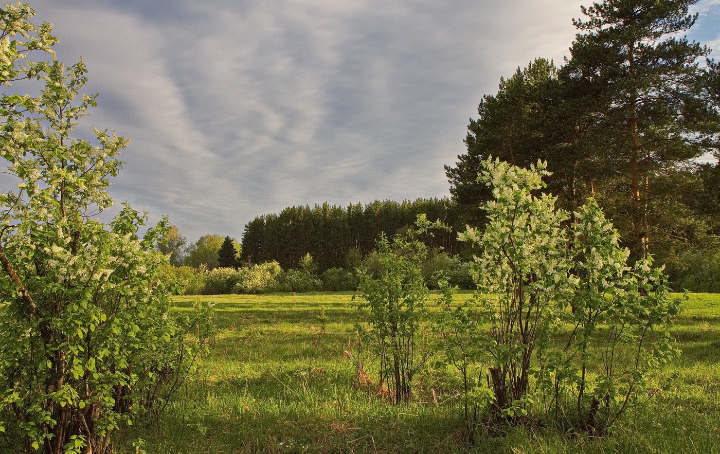 ЧЕРЕМУХА ЦВЕТЕТ.