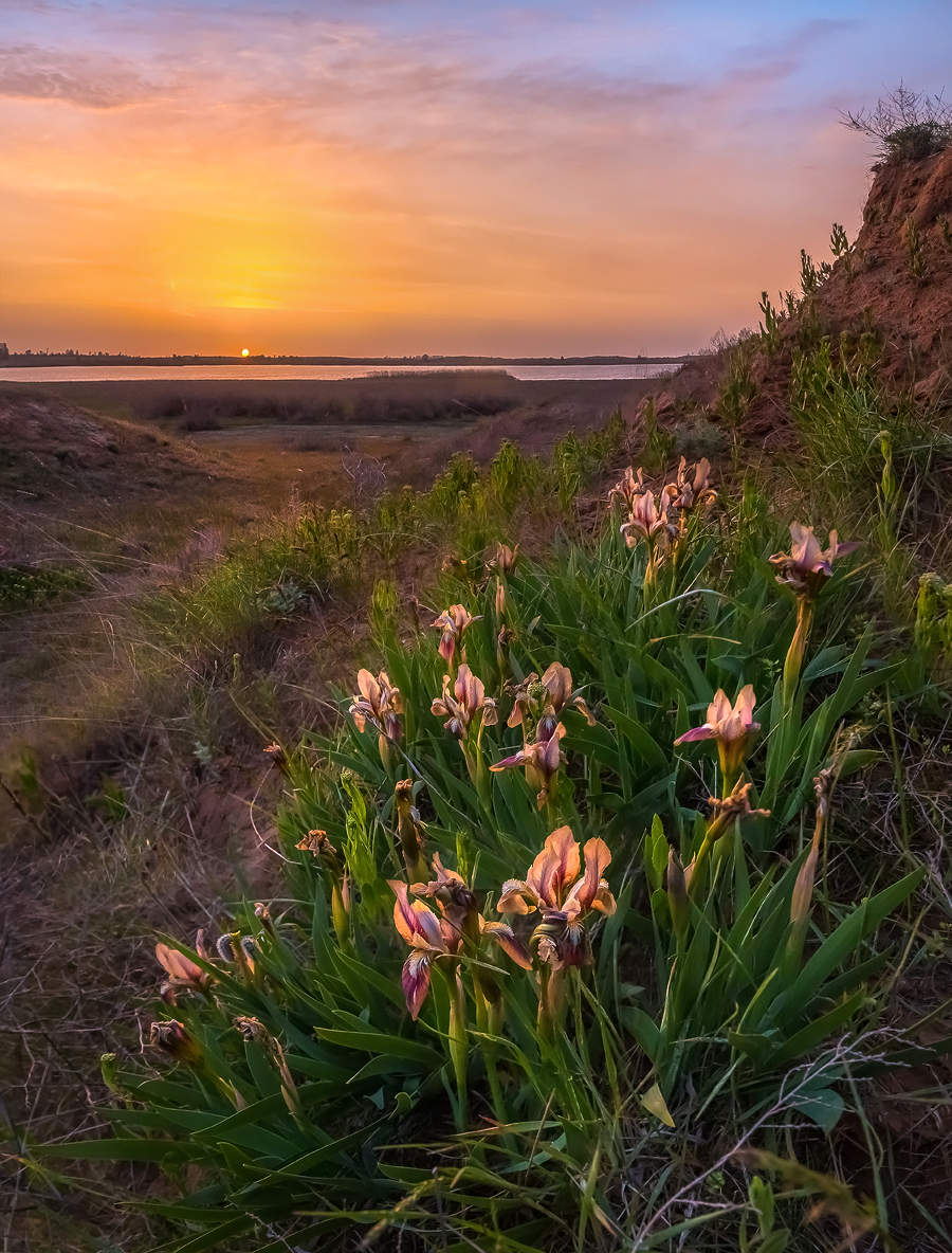 Дикие ирисы на рассвете.