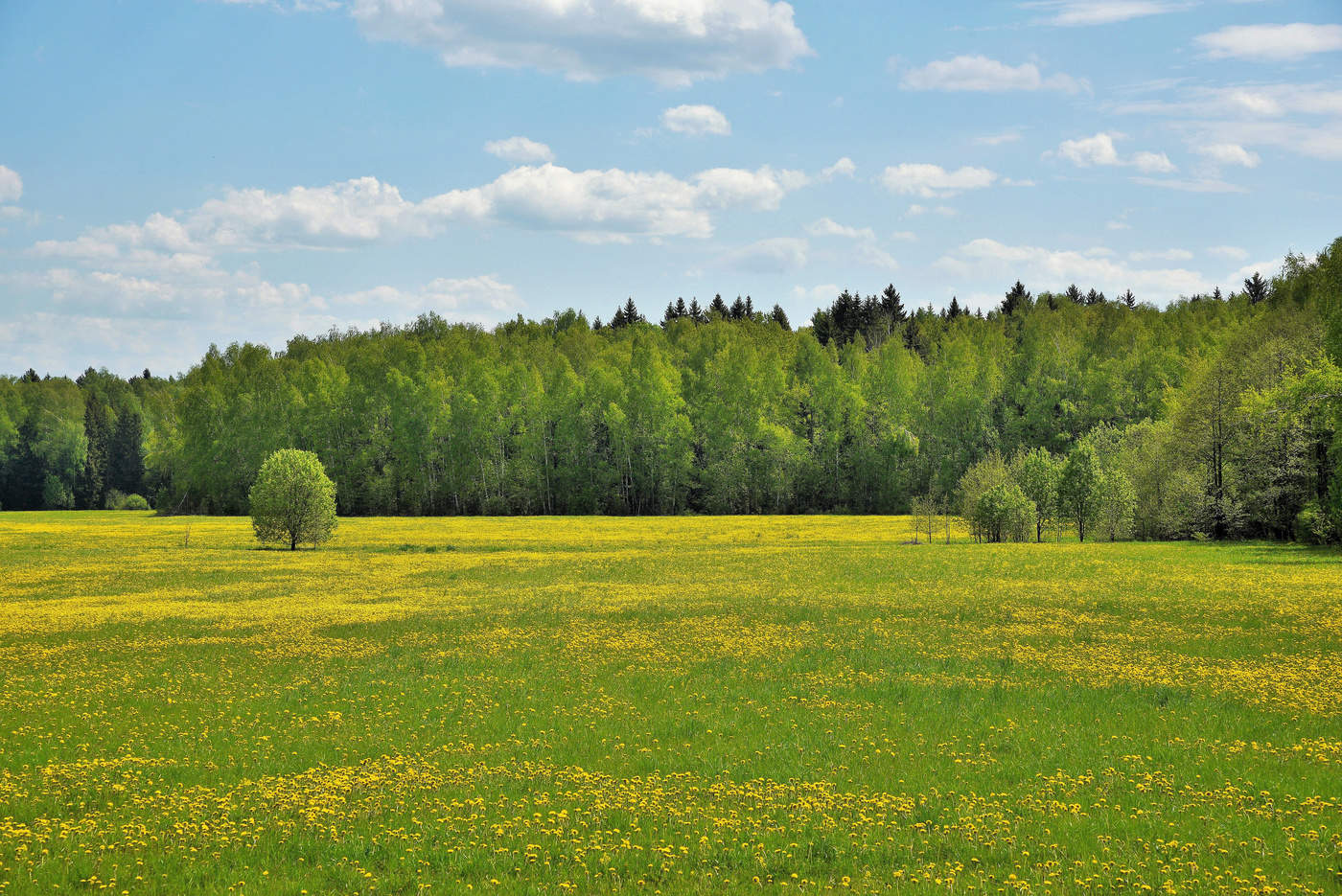 Майская элегия ...