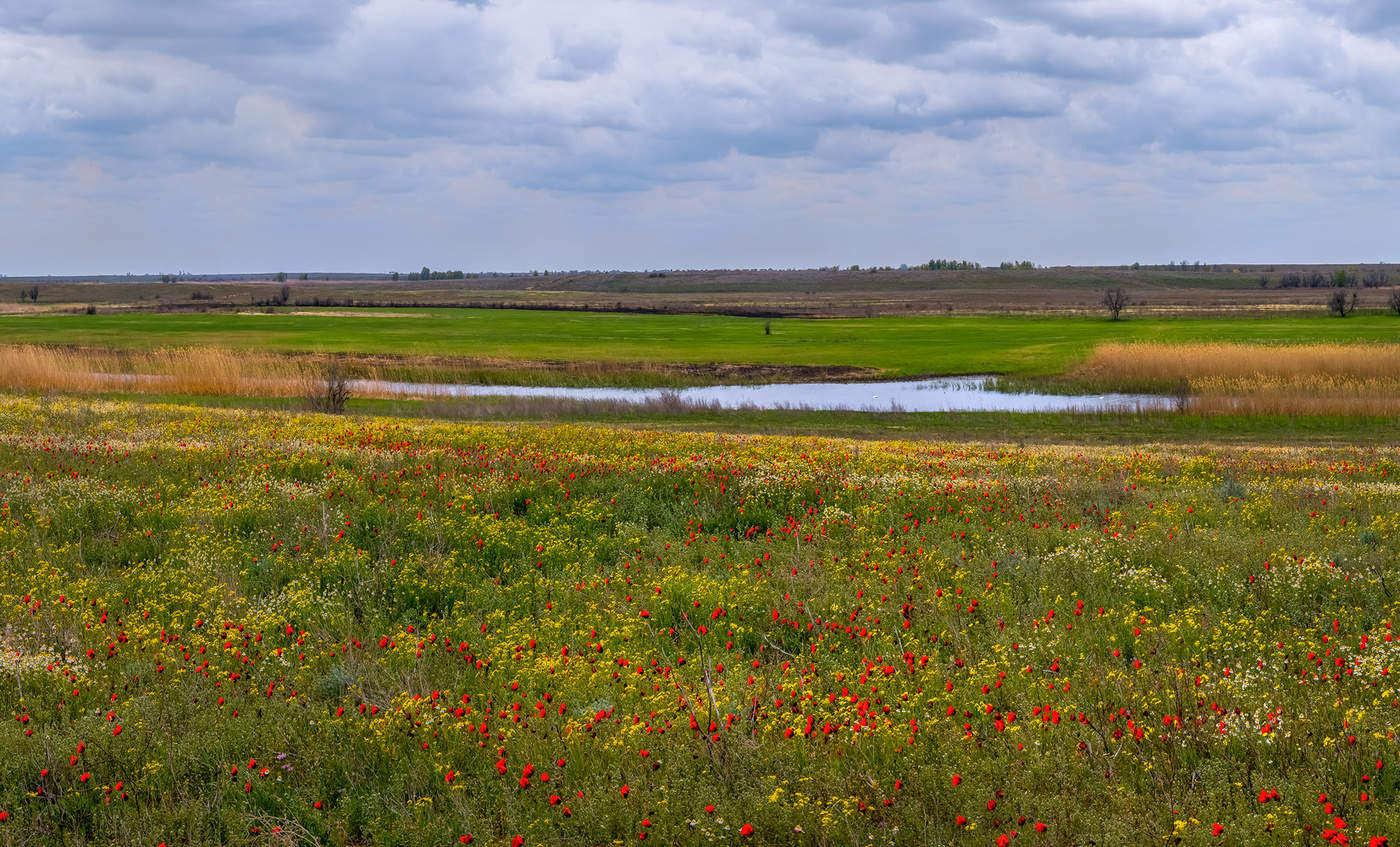 Весенний луг.