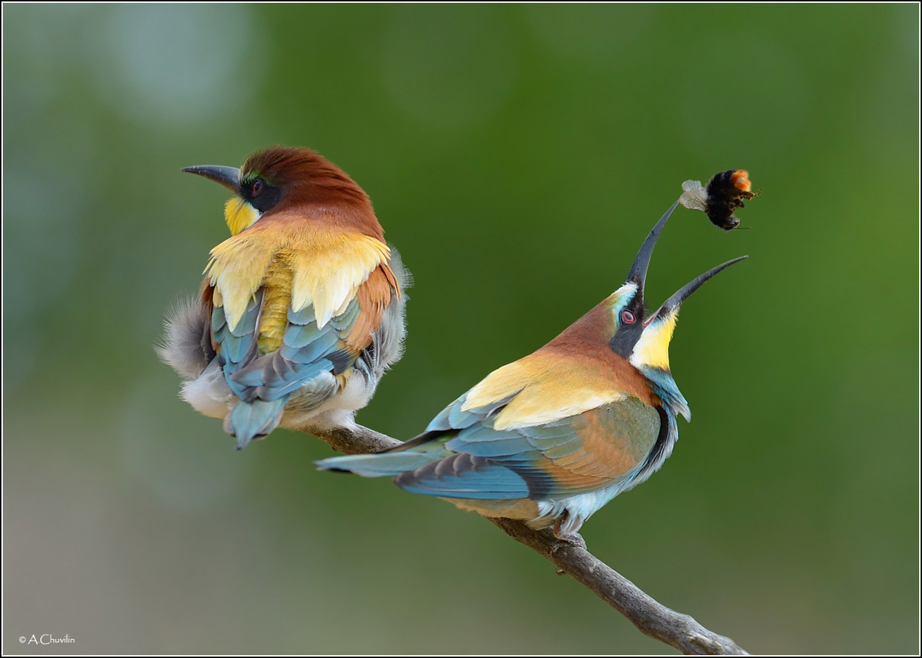 Ну что ты не смотришь какой я ловкий :)