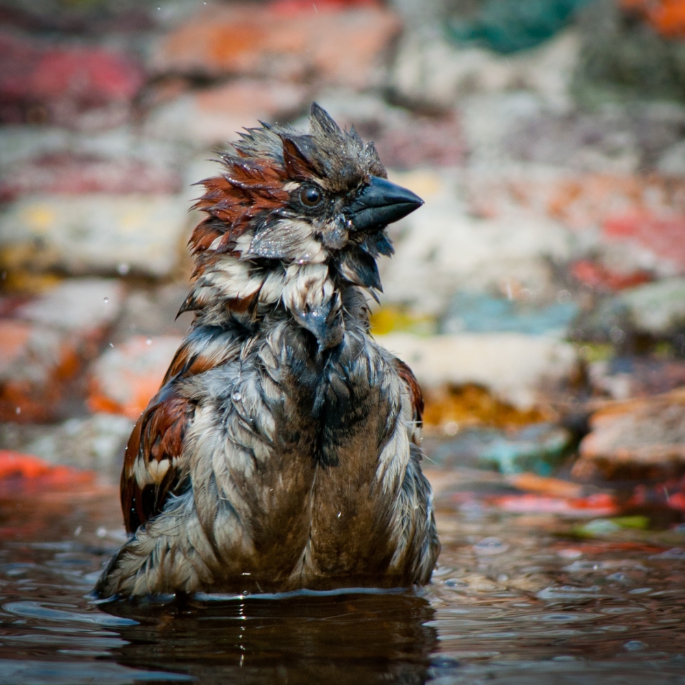 Фейсконтроль