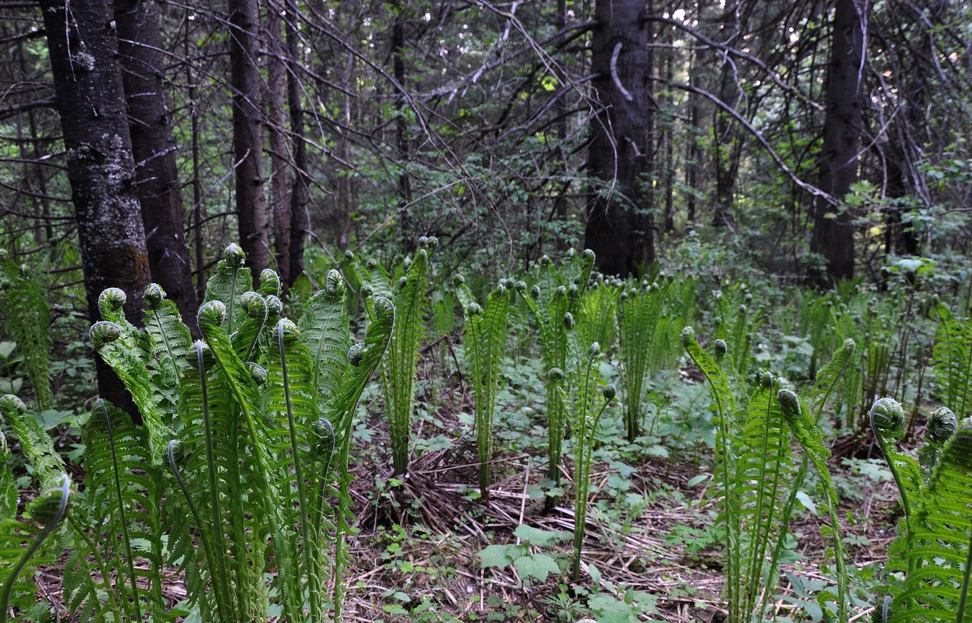 Молодой папоротник