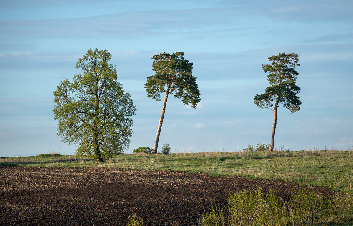 Две сосны...