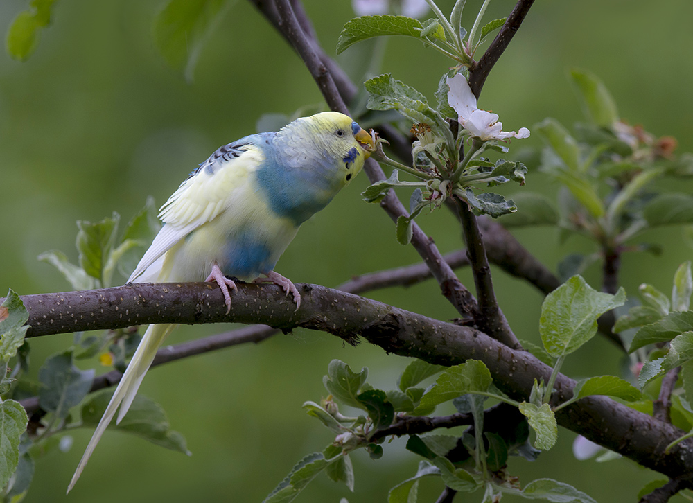 "Блудный попугай".