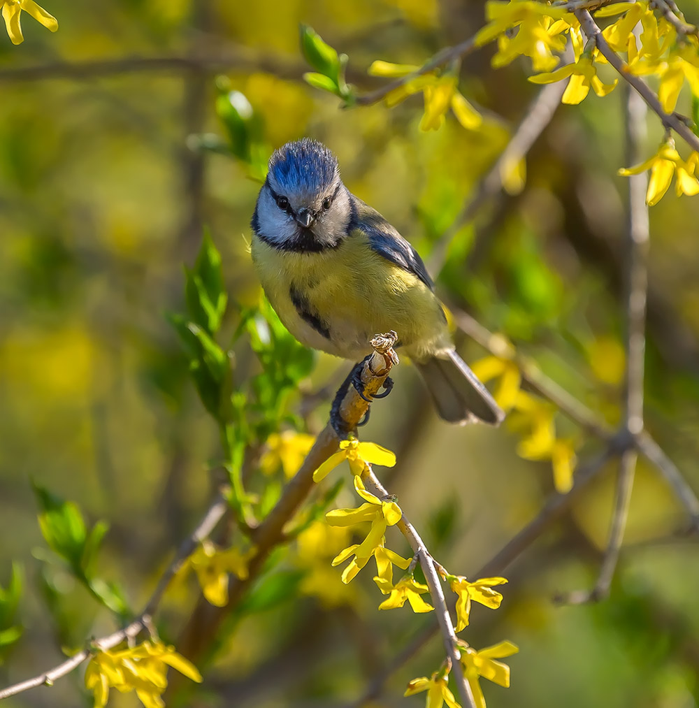 Лазарёвка, или весенний портрет