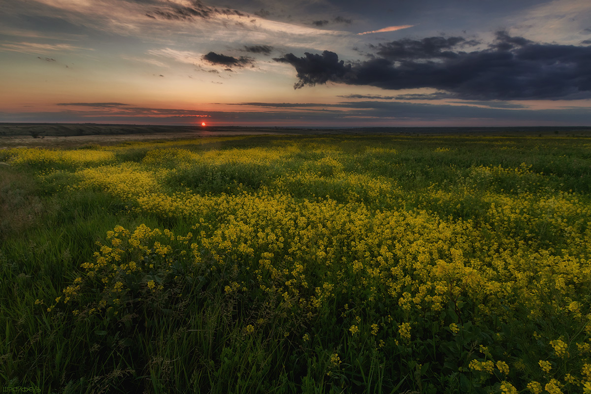 Семейство крестоцветных готовится ко сну