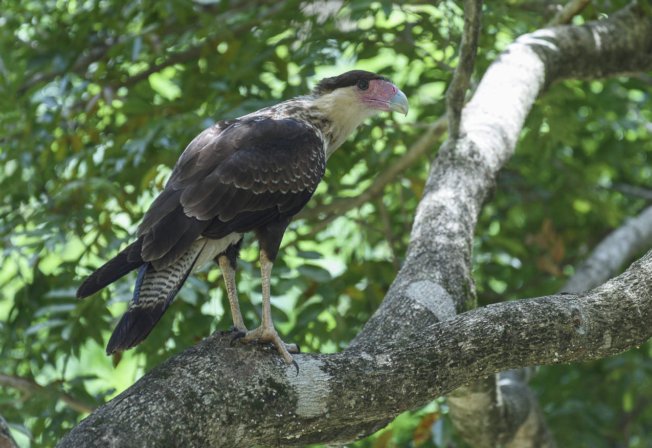 Northern Crested Caracara