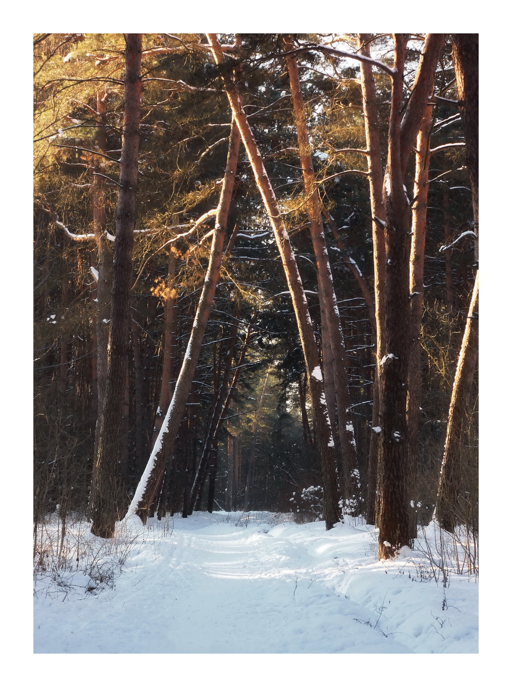 полдень в сосновом бору