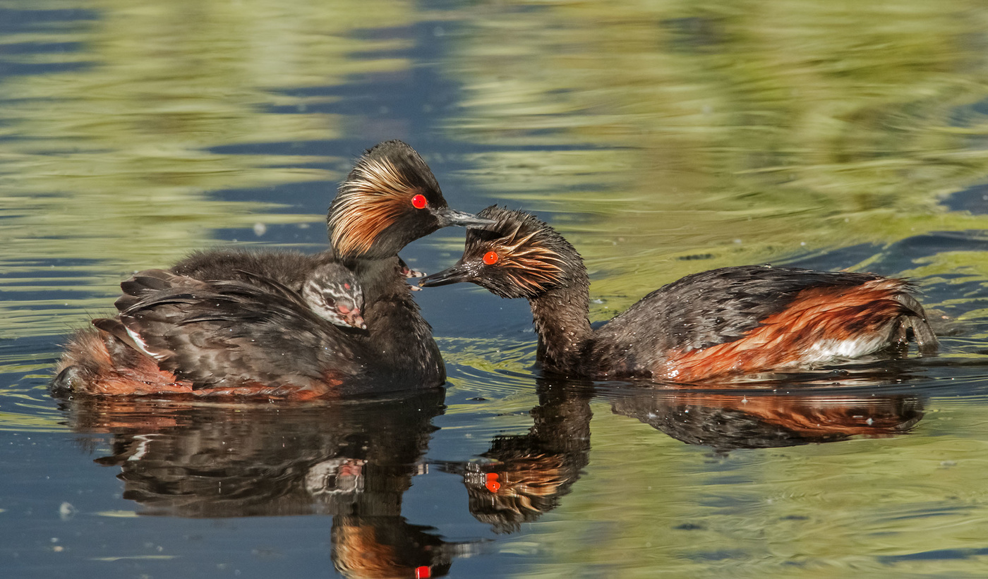кормление птенца