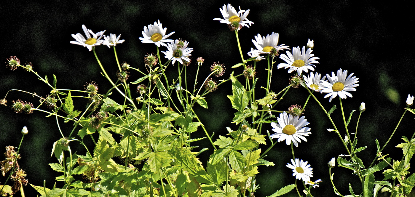 У обрыва, на ветру