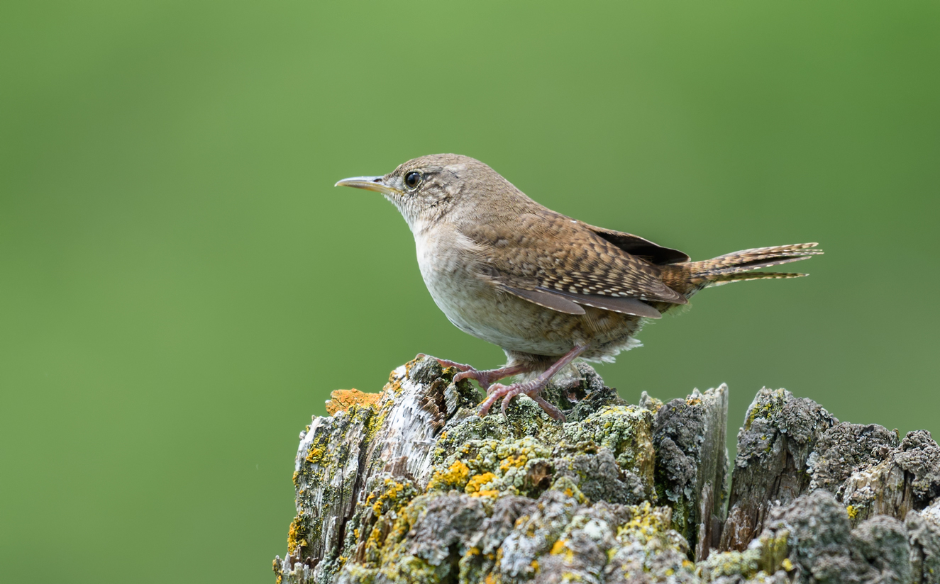 Домовый крапивник
