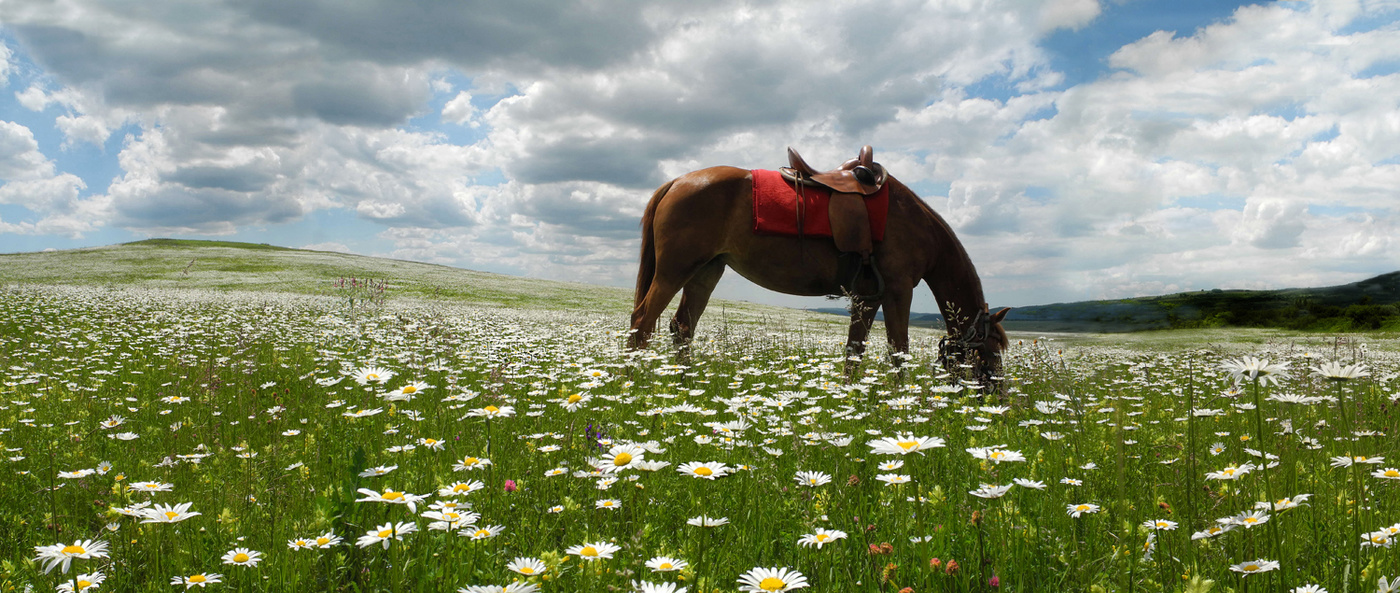 Ромашковое поле