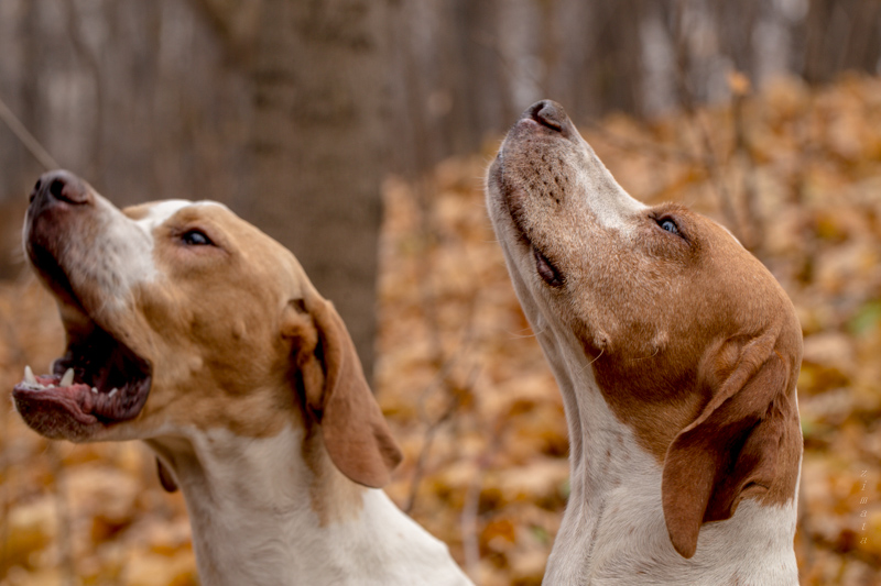 Двойной не виски