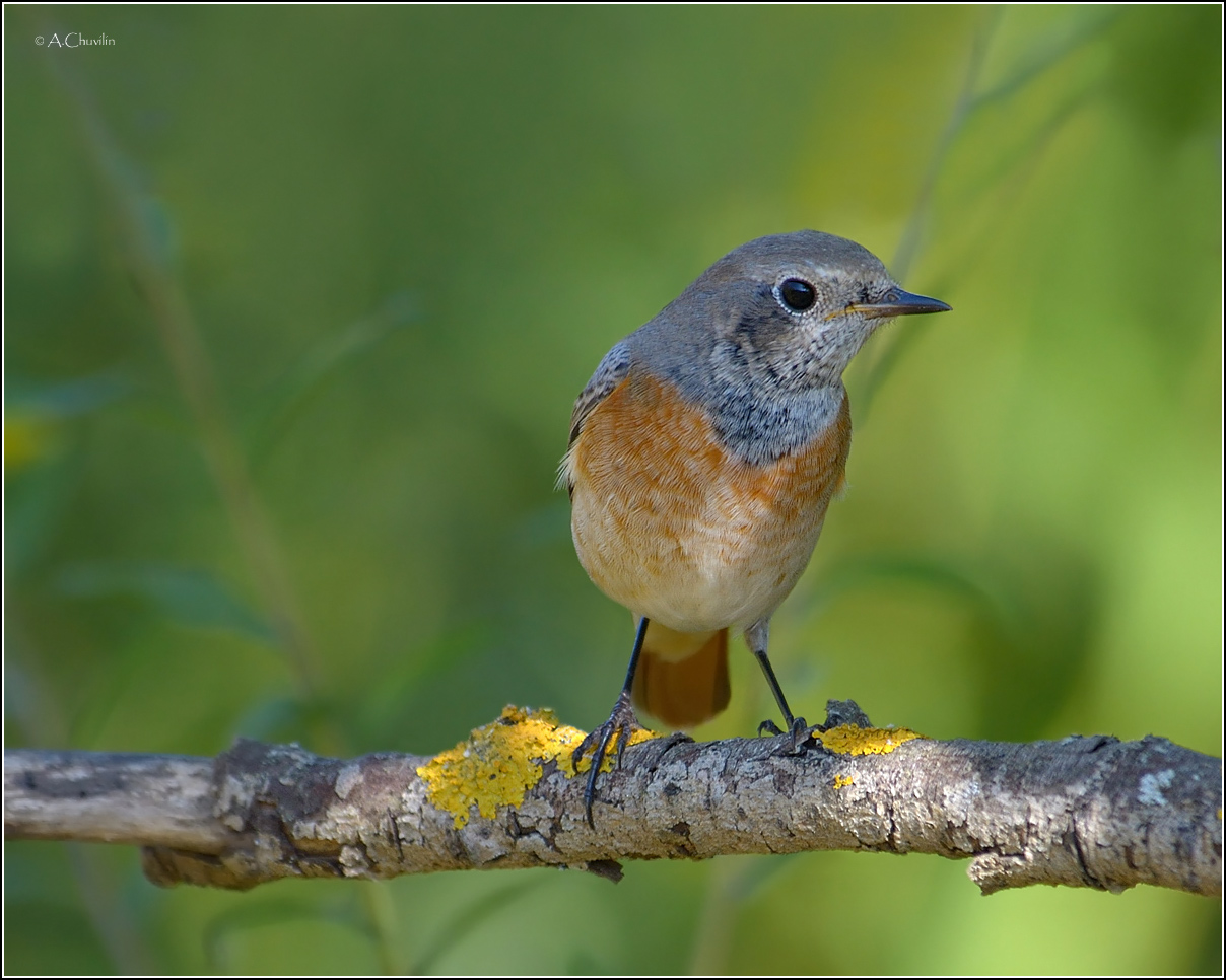 Горихвостка