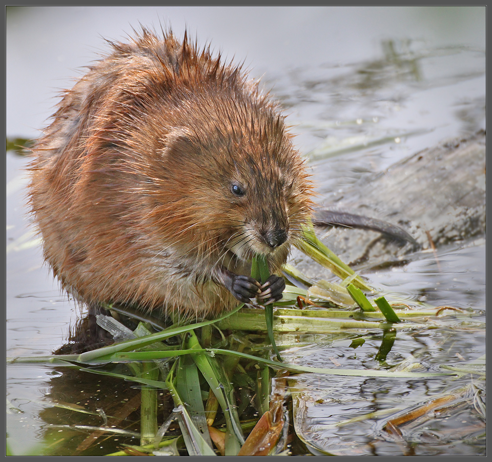 На овощной диете