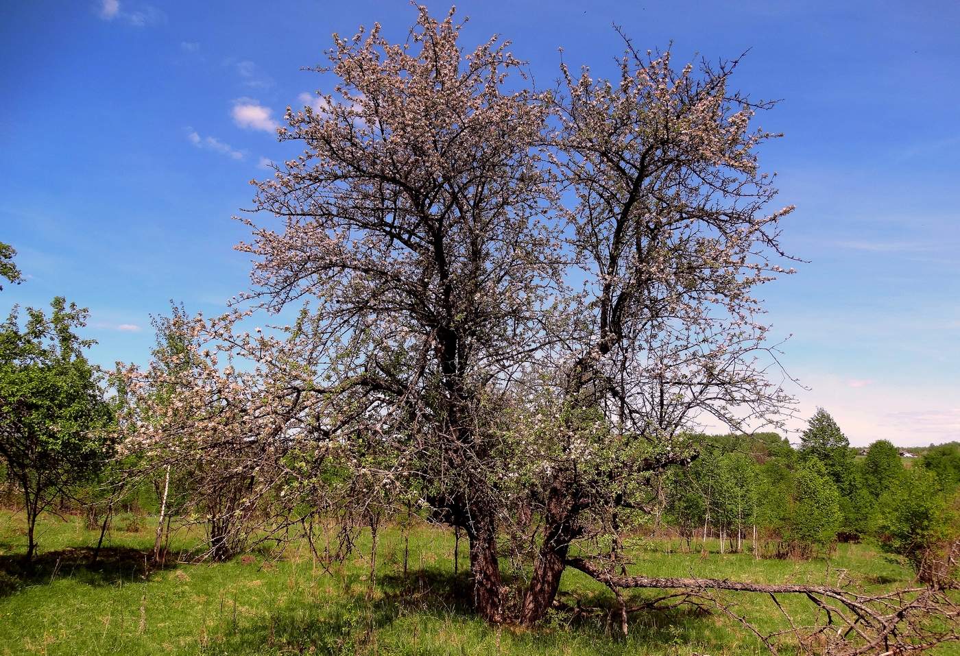 Нежданно зацвела старая яблоня